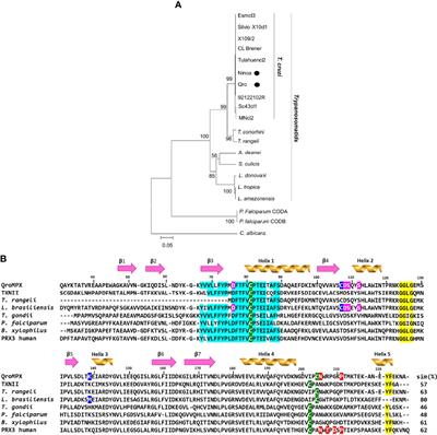 Structural New Data for Mitochondrial Peroxiredoxin From Trypanosoma cruzi Show High Similarity With Human Peroxiredoxin 3: Repositioning Thiostrepton as Antichagasic Drug